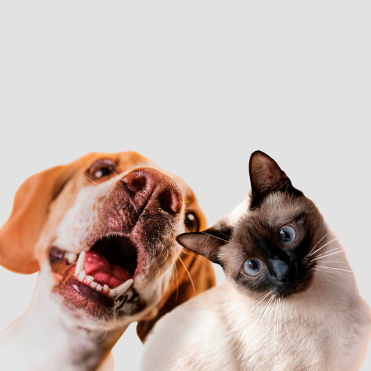 Novidade no Mimos Pet: Acessórios Exclusivos para Seu Pet!